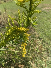 Solidago mexicana