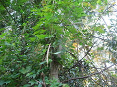 Centrosema arenicola