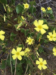Oxalis bulbocastanum