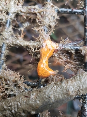 Botrylloides violaceus