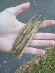 Centrosema arenicola