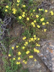 Oxalis bulbocastanum