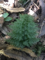 Hymenophyllum demissum