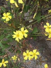 Oxalis bulbocastanum