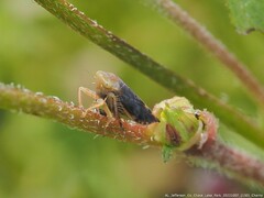 Acinopterus acuminatus
