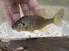 Lepomis microlophus