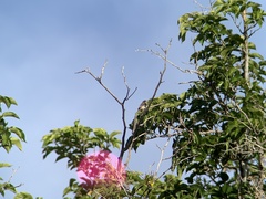 Spinus psaltria
