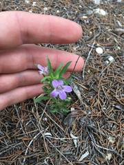 Dyschoriste linearis