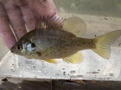 Lepomis microlophus