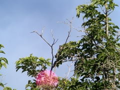 Spinus psaltria