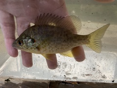 Lepomis microlophus