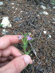 Dyschoriste linearis