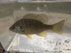 Lepomis microlophus