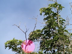 Spinus psaltria