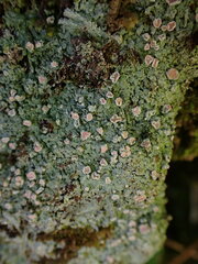 Icmadophila ericetorum