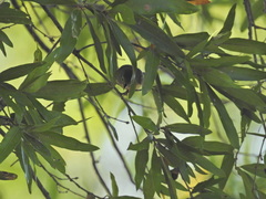 Leiothlypis ruficapilla