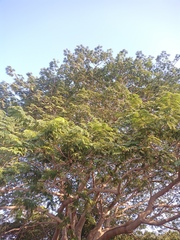 Enterolobium cyclocarpum