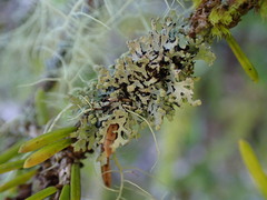 Hypogymnia hultenii