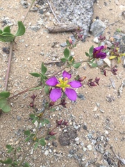 Fagonia chilensis