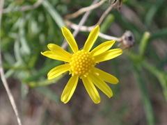 Senecio inaequidens