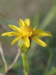 Senecio inaequidens