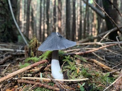 Entoloma medianox
