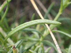 Senecio inaequidens