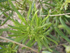 Senecio inaequidens