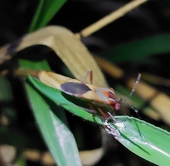 Hypselonotus interruptus