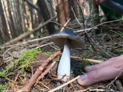 Entoloma medianox