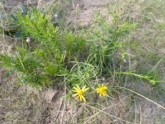Senecio inaequidens