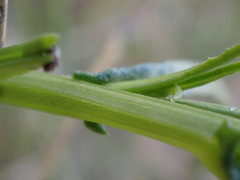 Senecio inaequidens
