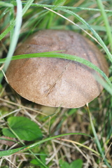 Leccinum schistophilum