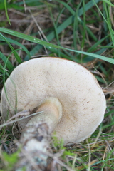 Leccinum schistophilum