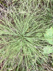 Equisetum sylvaticum
