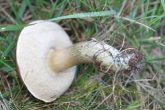 Leccinum schistophilum