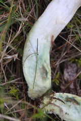 Leccinum schistophilum
