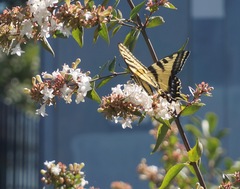 Papilio rutulus