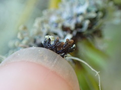 Hypogymnia hultenii