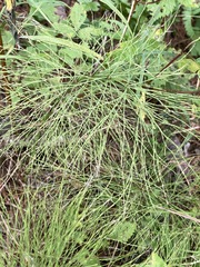 Equisetum sylvaticum