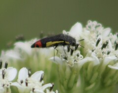 Acmaeodera flavomarginata