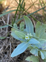 Heliotropium curassavicum