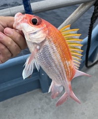 Holocentrus adscensionis