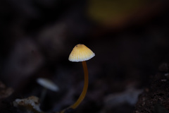 Mycena crocea