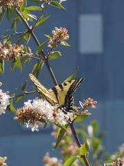 Papilio rutulus