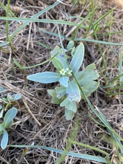 Heliotropium curassavicum