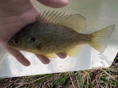 Lepomis microlophus
