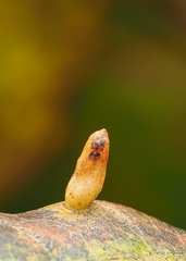 Eriophyes tiliae
