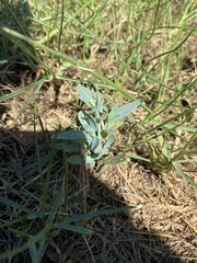 Heliotropium curassavicum