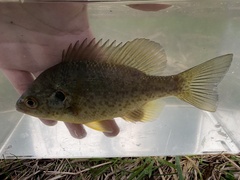 Lepomis microlophus